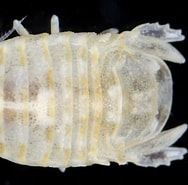 Afbeeldingsresultaten voor "sphaeroma Monodi". Grootte: 188 x 185. Bron: www.irlspecies.org