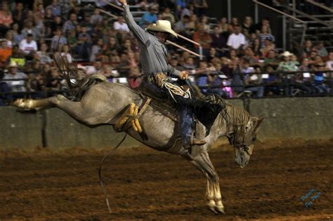 lone star rodeo brings bulls broncs  barrel racers  murfreesboro