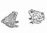 Crapaud Ranas Rane Kikkers Kleurplaat Rospo Frosch Frösche Frogs Froesche Malvorlage Schoolplaten sketch template