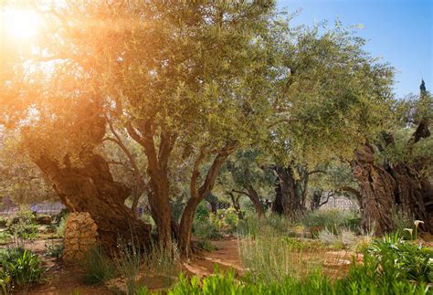 biblical israel garden  gethsemane cbn israel