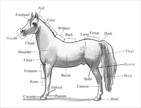 identifying horse parts  markings dummies