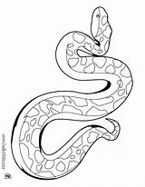 Boa Constrictor Coloring Pages Getcolorings Printable sketch template