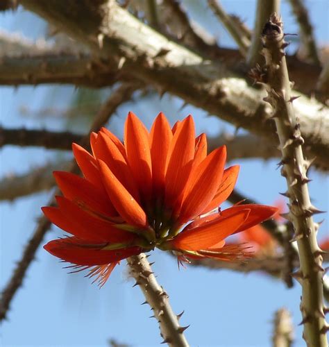 jaipur birding  flowering trees  rajasthan