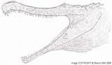 Coloring Deinosuchus Sarcosuchus Imperator sketch template