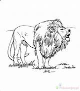 Lew Kolorowanki Roaring Dzieci Wydruku Animal sketch template