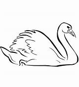 Coloring Swan Pages Printable Clipart Swans Cartoon Categories Viewed sketch template