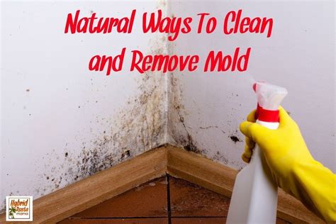 natural ways  clean  remove mold mold remover cleaning diy