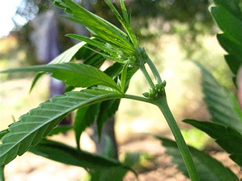 Male Female Pot Plants Spy Cam Porno