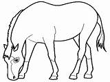 Kuda Gambar Mewarnai Diwarnai Coloring Makan sketch template