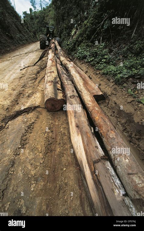 amazon deforestation stock photo  alamy