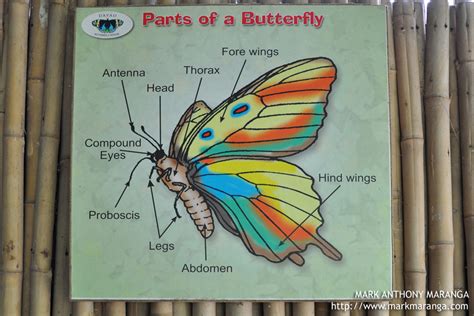 davao butterfly house philippines  guide