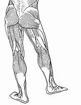 Muscles Drawing Hamstrings Getdrawings Superficial sketch template