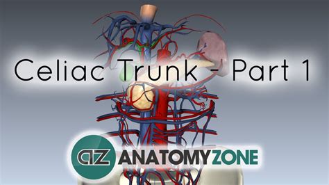 celiac arterytrunk part  anatomy tutorial youtube