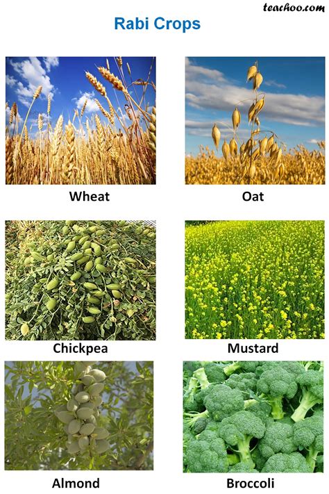 Classification Of Crops Based On Season Kharif Rabi And Zaid Crops