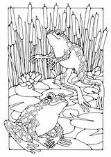 Coloring Pages Frogs Frog Colouring Adults Kids Edupics Printable Animal Sheets sketch template