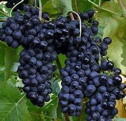 kandungan  manfaat anggur permathic blog