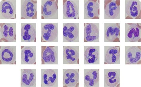 medical laboratory  biomedical science neutrophil alphabet