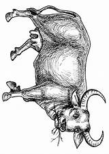 Mammals Buffaloes sketch template