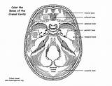 Cranial Bones Cavity Sphenoid sketch template