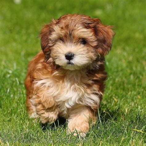 red havanese puppy   weeks view awards count hans surfer flickr
