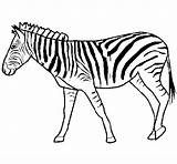 Zebra Coloring Coloringcrew Animals sketch template