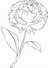 Peony Flower Coloring Printable Beccysplace Stencil Drawing Pages Books Colouring sketch template