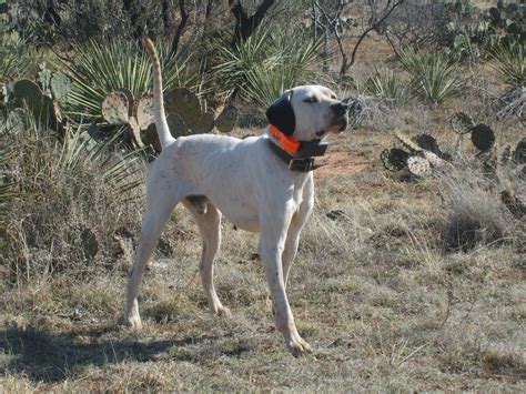 english pointer puppies started dogs southern hills kennel bird dog