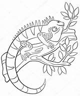 Iguana Rama Leguan Sits Reptil Skizze Colorante Sienta árbol Smiles Netter Sitzt Baumast Illustrationen sketch template