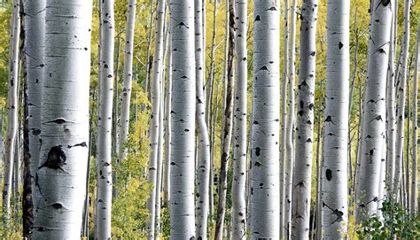 mutations  birch trees thrive    futurity