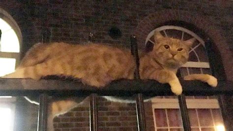 miracle cat impaled on two metal fence posts returns home fox news