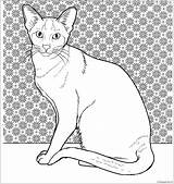 Cat Coloring Siamese Pages Oriental Cats Colouring Printable Color Online Drawing Supercoloring Kittens Gif Animals sketch template