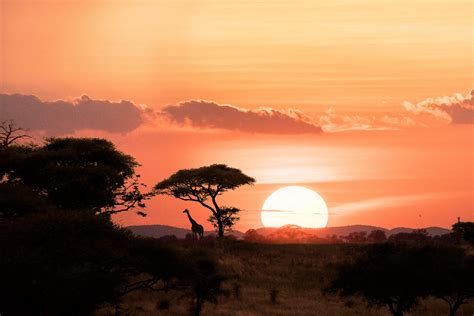 African Safari Sunset Giraffe