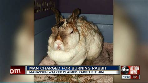 Florida Man Gets A Year In Jail For Burning Girlfriend S Bunny