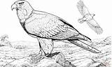 Aquile Bald Burung Aquila Elang Disegno Calva Stampare Americana Supercoloring Garuda sketch template