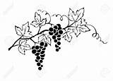 Grapevine Weinstock Grapes Wijnstok Vinranka Grape Fancy Branch Royalty Illustrationer Auslegung Grafische Vektor Illustrations Vrije sketch template
