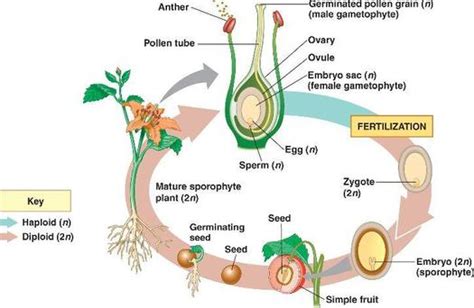 plant structure biology 100