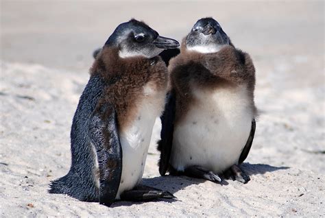 junge pinguine aus suedafrika verlieren ihr federkleid foto bild