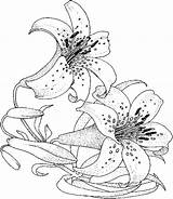 Coloring Pages Flower Flowers Lily Adult Printable Adults Drawing Drawings Advanced Books Cool Lilies Hibiscus Clipart Tattoo Kids Gif Library sketch template
