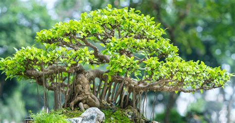 juniper trees  bonsai top  trees  complete guide