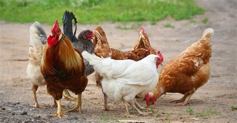 chicken bird facts gallus gallus   animals