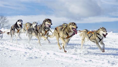 sled dogs pull  weight  rare disease genetics biomedical odyssey
