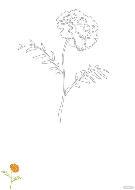 marigold flower coloring page  jpg eps   templatenet