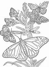 Coloring Butterfly Pages Adults Difficult Mandala Print Everfreecoloring sketch template