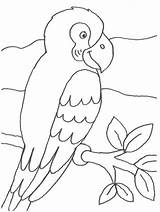 Papagei Ausmalen Ausmalbilder Vogel Ausdrucken Kostenlos Pintar Vorlagen Ast Malvorlagen Auswählen sketch template