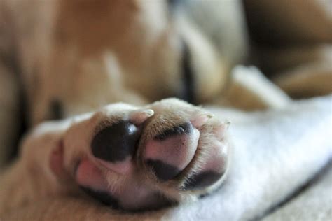 treat sore paws healthypets blog