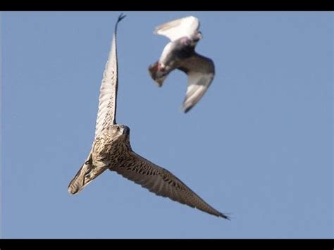 falcon sky predators full documentary youtube