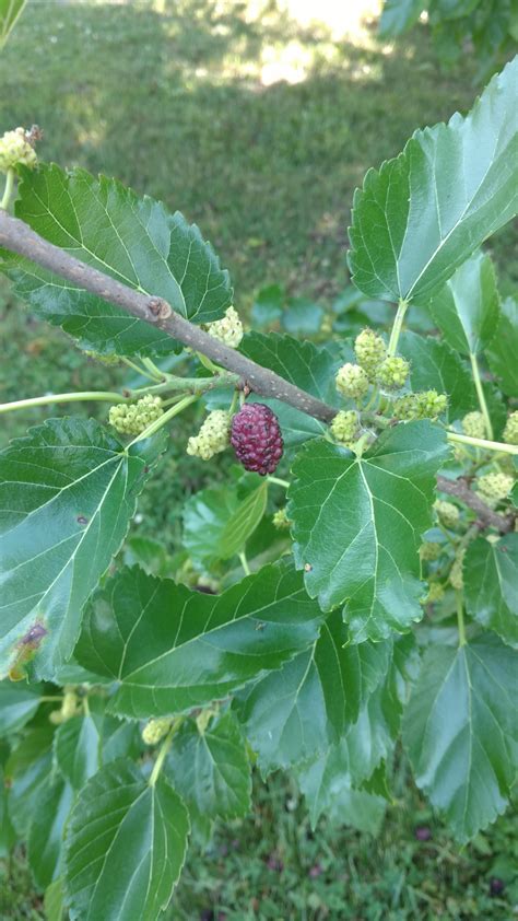 identify   initially thought mulberry   leaves