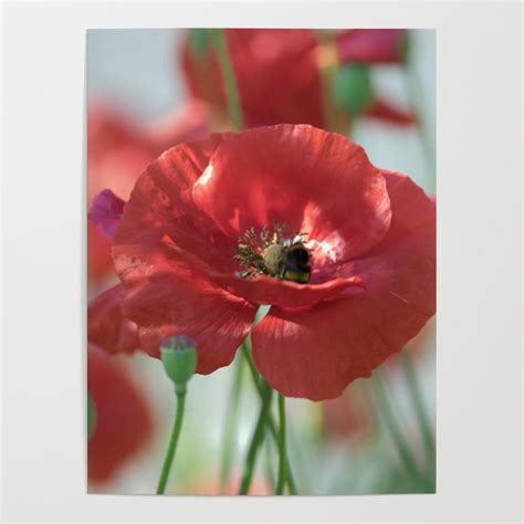 Red Poppy Art Poster By Tanjariedel Society6