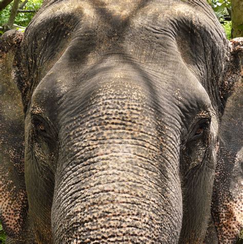 head  elephant