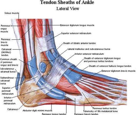 pictures  ankle muscles